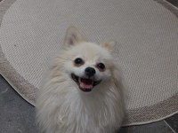Pomeranian 8 aylık erkek köpeğimiz
