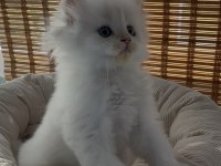 British Longhair Yavru Sahiplendirme