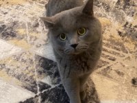 British Shorthair Kedimizi Sahiplendiriyoruz