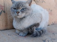 Blue point british shorthair