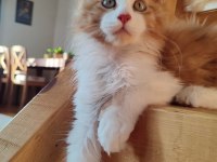 Xxl Cüsse Maine Coon Mükemmel Profil Dopdolu Belge