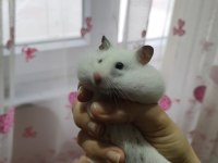 Antalya-Kepez Uygun Fiyatlı Hamster Yem ve Talaş