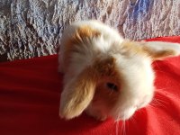 Teddy lop tavşan yavrular mavi göz