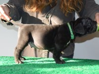 CorsoTürkden Şecereli Garantili Şampiyon Yavru Köpekler