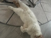 Sevgi dolu kedimizi alerji yüzünden yuva arıyoruz