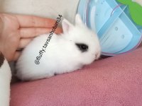 EV İÇİN TAVŞAN YAVRUSU CİNS RENKLİ LOP CÜCE