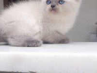 BLUE POİNT BRİTİSH SHORTHAİR DİŞİ