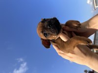French Buldog cinsi yavrularımız sahiplendirilecektir