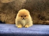 Bayram şekeri pomeranian boo ayı surat