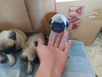 Pug köpeği yavrularımız