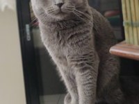 OĞLUMUZ TOROYA KIZINIZ SCOTTİSH FOLD