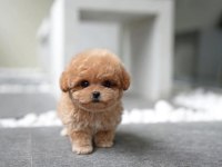 KORE TOY POODLE BEBEKLERİMİZ