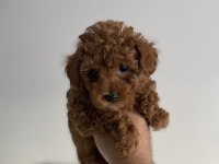 Kore orjinal kilo ırk garantili poodle