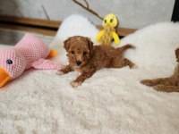 Maltipoo  Yavrularımız 