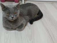 Tatlı kızımız dişi kedimiz