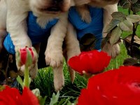 Bebek Yüzlü Golden Retriever Yavrularım