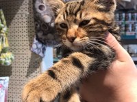 Ücretsiz Yavru Kedi Sahiplendirme