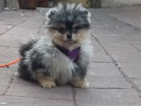 MERLE POMERANİAN BOO
