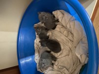 Yavru 3 aylık british shorthair kediler