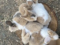 BEBEK HOLLANDA LOP TAVŞANLARIMIZ
