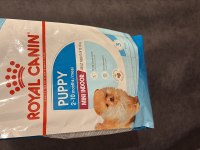 Toy poodle 2 aylık erkek çok akıllı wc eğitimli