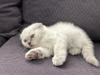 55 günlük scottish fold yavrularım