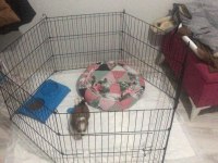 Oğlumuza yuva arıyoruz morkie