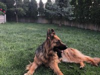 ALMAN SHEPHERD UZUN TÜYLÜ