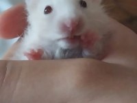 Saf Teddy Bear Hamster Yavruları