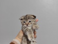 Scottish fold yavrularımız sahiplendirilecek