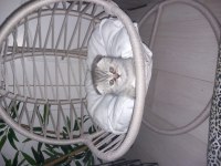 İki tane yavru scottish fold yavrular yuvasını arıyor