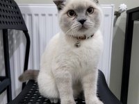 6 aylık blue point scottish fold