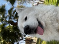 Erkek Samoyed 1 Yaşında