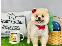 ANTALYA ORJİNAL HER RENK POMERANİAN YAVRULAR