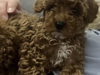3 aylık dişi toy poodle
