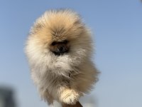 Tea cup pomeranian yavrularımız ziyarete açık