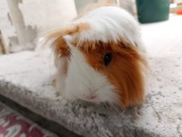 Ginepig sahiplendirme ilanı