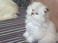 Güzel bebeğimiz british longhair