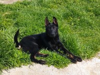 Yetişkin Temel İtaatli Alman Çoban Köpekler