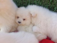 Kar beyaz samoyed yavrular teslime hazır