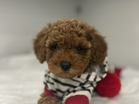 En güzel toy Poodle