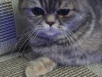 Yavru british shorthair