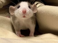 Rat - Dumbo Rat Yavrular ve Malzemeleri Adrese Teslim Var