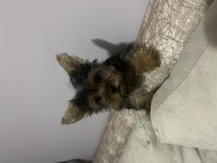 Tek kaldı dişi safkan yorkshire terrier