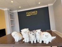 KEDİ DÜNYASINDAN RENK RENK BRITISH YAVRULAR ANKARA