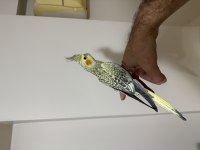 Üst Seviye Jumbo Sultan Papağanı Erkek