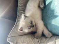 British shorthair ve blue point yavru kediler