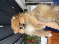 Pomeranian dişi köpeğimiz moli