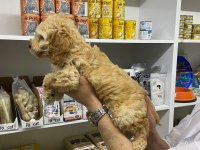 IRK VE SAĞLIK GARANTİ ORJİNAL MALTİPOO BEBEĞİMİZ