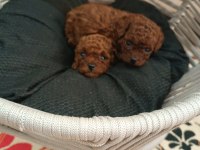 Son İki Adet Kaldı Toy Poodle Teacap